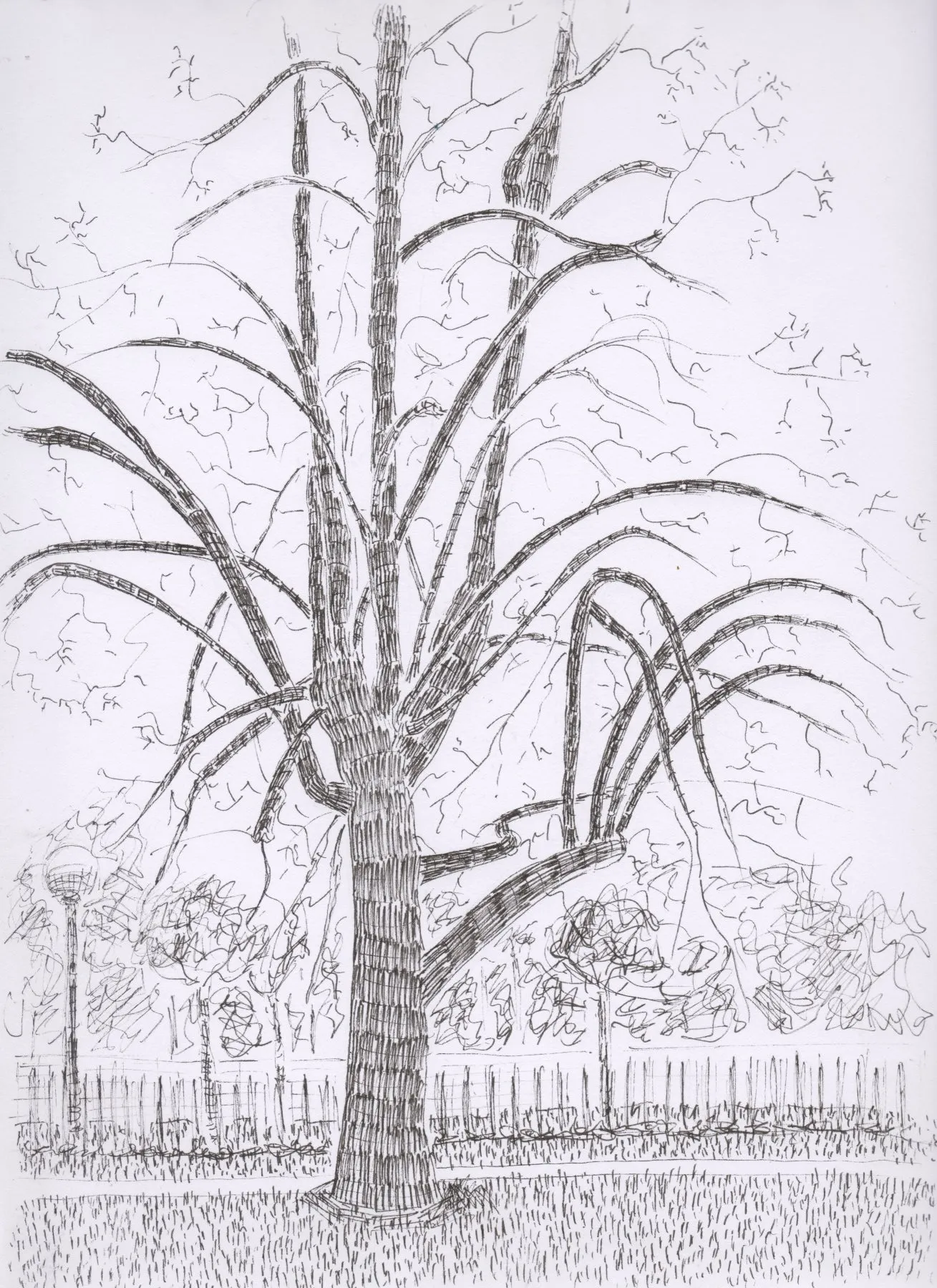 Arbre solitaire dans le parc Sergent Blandan