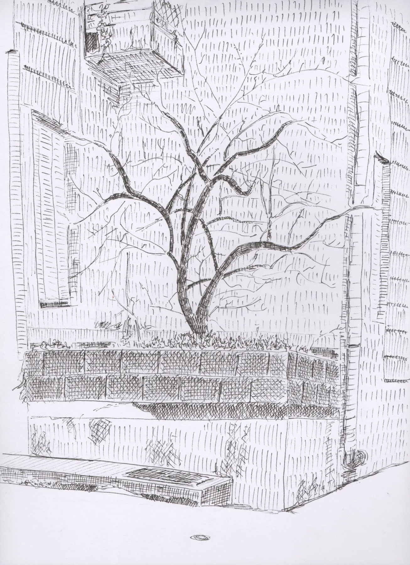 Arbre solitaire, place Saint Louis