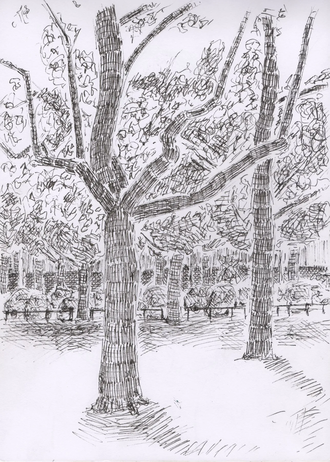Duo de platanes, place Jean Jaurès